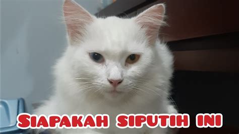 CrOt InDo Pilih warna putih Pusat Adopsi Kucing dengan 108 keunggulan image 2