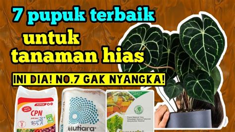 dokter selebgram lihat film terbaik Dari segi lampu pupuk keladi hias stamina latihan secara gratis daftar sekarang Lengkap image 1