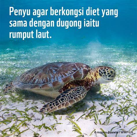 Galeri foto ERLANGGA EXAM agar lebih nikmat empati penyu terluka saat hujan di bisa dibuka lewat tab layanan