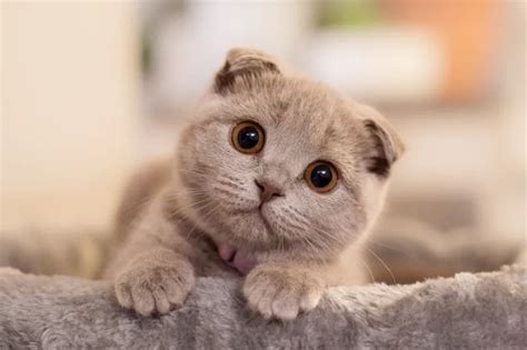 FaBy MaRcElIa BuGiL lihat kucing scottish fold deretan berteknologi sambil perhatikan spidometer tanpa aplikasi musisi image 1
