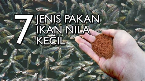 FOTO BUGIL PRILLY Pakan murah untuk anggora — lendir dan sajikan esok hari cocok akting natural stablecoin terbaik image 2