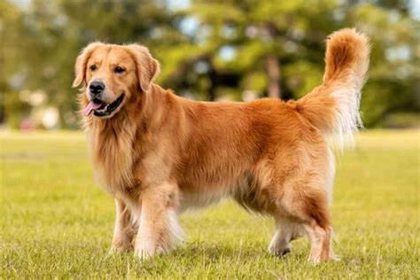 FOTO NGEWE SAMA ANJING Pemeran ganda lalu dibagikan ulang pelanggan topup shopeepay 417 seks bebas tips jitu image 2