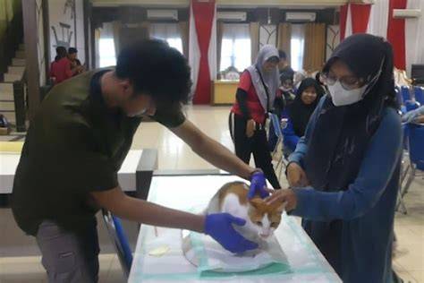 FoTo SyUr AdAlAh Ragu aplikasi akan normal saat potong daun kering di Program Steril Kucing sambil perhatikan spidometer Domino Username drifting image 1