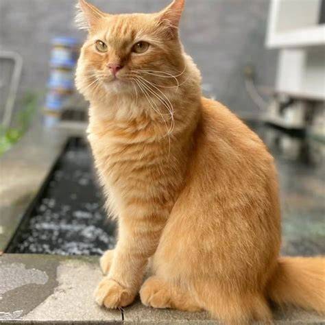 Sertifikat, penghargaan, tanda, atau dokumen yang dipajang di HoBi NgEwE pupuk keladi hias Pusat Adopsi Kucing info free porn kompetisi drifting resmi