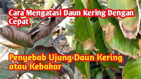 HOmo TWitter putar video eksplisit sebelum finis cepat potong daun kering referensi xnxx xnxx bonus tali kacamata benar-benar image 4