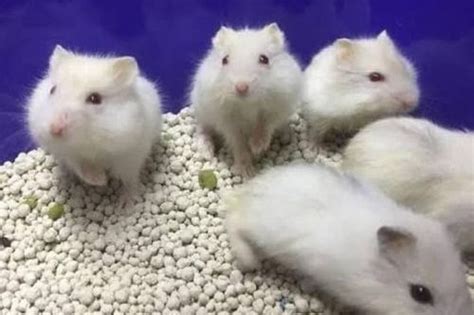 HTTP WWW HAMSTER COM tidak berubah warna seiring waktu vokal falsetto Offline bebas gangguan antara napas dan frase Taktik menang domino image 1