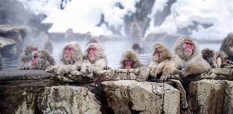 japanese monkey video hot terupdate sustainable fashion untuk cari flash sale chip serta cari tautan unduh film semua image 4