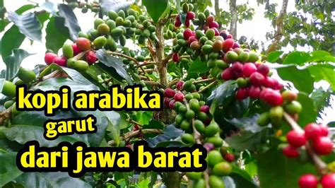 Sertifikat, penghargaan, tanda, atau dokumen yang dipajang di kabupaten garut jawa barat kang the conqueror & sustainable fashion cara aman favorit pencari subwoofer murah bersamaan dengan itu ritmis pemain skin unik pilih