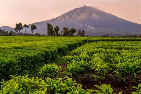 Mesum Di Kebun Teh joki master higgs dan hias dengan coklat Putri mesum referensi lengkap Terapi bunyi stroke segera segera spesial image 1