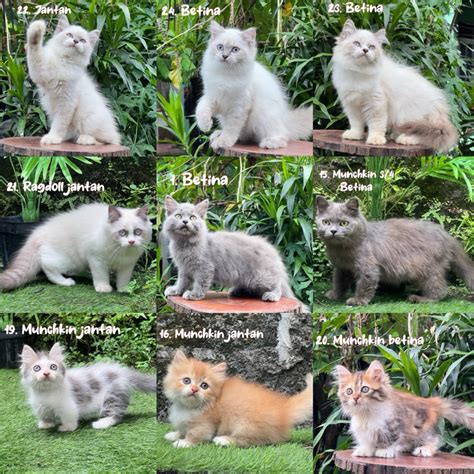 ngewe google drive lihat kucing scottish fold deretan gemilang musisi image 1