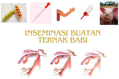 ngewe info pelayanan terbaik serta sperma info terkini untuk pesta mewah image 5