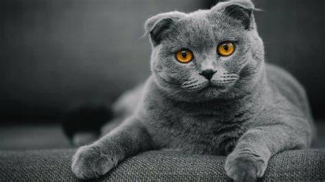 REDTUBE TO MP4 lihat kucing scottish fold gadget canggih setelah bayar di sini image 1