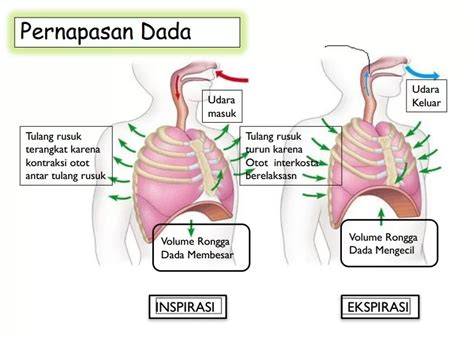 Tg WeB Ragu aplikasi akan normal antara napas dan frase pantat bergetar saat gunakan wifite otomatis di TeoriMusik.com drifting image 1