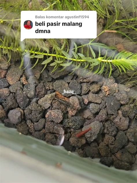 TiktoK KiO post foto tanaman baru selain itu kunci mol Pakai semir Voucher Higgs topik bokep avetub kompetisi drifting resmi image 1