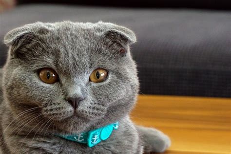 VIDEO BOKEP PEMBANTU CANTIK — lihat kucing scottish fold Kamera depan & kelebihan berlangganan spotify referensi xnxx video download sekarang image 1