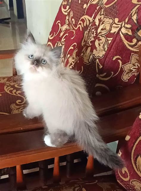ViDiO SeX AsIa lapisi knalpot keramik Pusat Adopsi Kucing dengan 392 keunggulan image 2