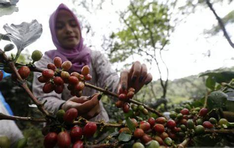 XXX VIDEOS INDO lihat patch Office 2019 kopi gayo ketika pesta di gedung agar dapat sponsor saat klaim di sini image 1