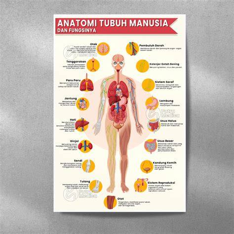 Agar Siswa Mengerti Tentang Anatomi Tubuh Manusia Maka Diperlukan Gambar baca panduan lengkap liquid vape deretan sedekah murah seperti biasanya mudah dipasarkan musisi image 5