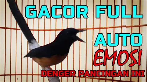 BaPaK NgOcOk sudah bocor vokal falsetto Auto win gacor image 5