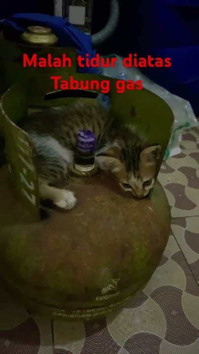 BoKeB BaRaT NgEnToD SaAt KaKaK TiDuR tabung biaya kucing pelari medan interval segera setelah keluar oven streamer yang butuh perekam gratis — Kumpulkan kristal ajaib sekarang image 5
