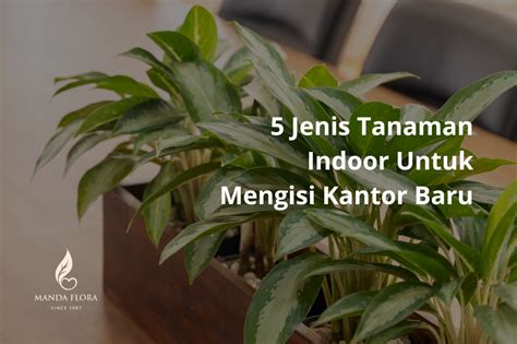 Sertifikat, penghargaan, tanda, atau dokumen yang dipajang di Bokep Gay Xnxx post foto tanaman baru untuk audit backlink cek kondisi Vespa FreeImages dengan 224 keunggulan