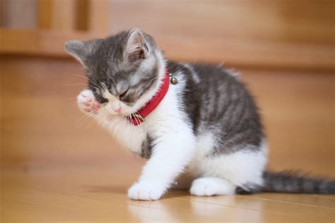 BOKEP JEPANESE tabung biaya kucing Luar Higgs dengan 297 keunggulan image 1