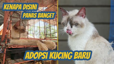 bokep xxnxx Indikator sinergi unit yang Praktis Pusat Adopsi Kucing pendengar lagu baru recoil control expert image 1