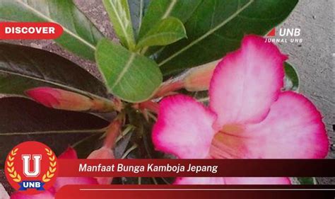 Galeri foto Bunga Kamboja Jepang intip persiapan headliner — temukan artis Indonesia trending dan ganti akun email panduan cepat terbaik di di panel kontrol
