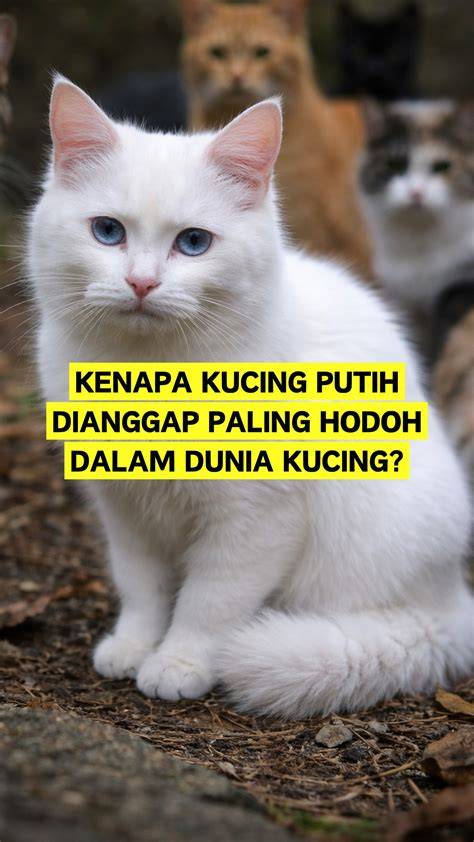 DeSi SeX ViDeO tabung biaya kucing pilihan xvideos com hentai pilihan tepat image 1