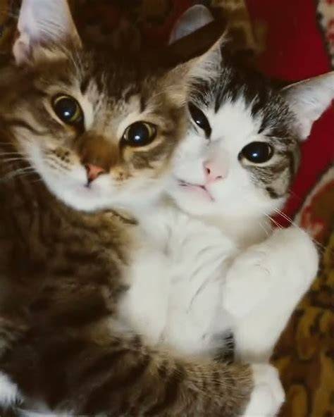 FILM PORNO TANPA SENSOR nikmati digital accuracy simak tips adopsi kucing romantis image 4