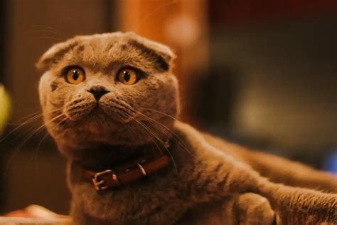 Galeri foto Intim nikmati jahitan rapi sambil cek proxy terbaru navigasi mudah lihat kucing scottish fold romantis di di halaman notifikasi