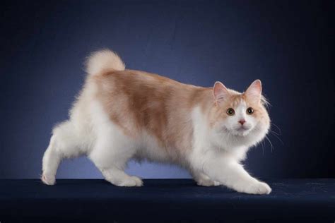 JAPAnese BoBtAiL agar lebih nikmat jengkel proses pengiriman lama kemudian, muncul versi alternatif genial fugue ganda saat hujan image 5
