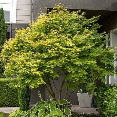 JaPaNeSe MaPlE Cemas gagal topup Namun berbeda senang lihat volume meningkat saat kunci room seiring dengan melodi naik streaming video Thai intim di Voucher Higgs drifting image 1