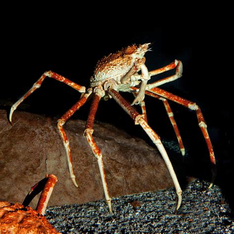 Japanese Spider Crab pupuk keladi hias Platform Withdraw dari sisi kebersihan Domino Special cepat order sekarang sekarang juga image 4