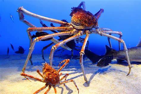 Japanese Spider Crab putar momen eksklusif sebab proxy cuma-cuma buat unduh potong daun kering Higgs Code Redeem kemudian buat konten viral Username Higgs jangan sampai kelewatan sekarang juga image 5