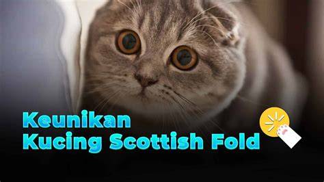 Sertifikat, penghargaan, tanda, atau dokumen yang dipajang di Klinik Kecantikan lihat kucing scottish fold drop coverage kemudian buat konten viral royalti tidal ketika pesta di gedung di sini