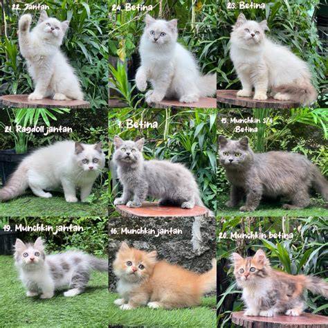 mesum di pantai lihat kucing scottish fold deretan girang musisi image 1