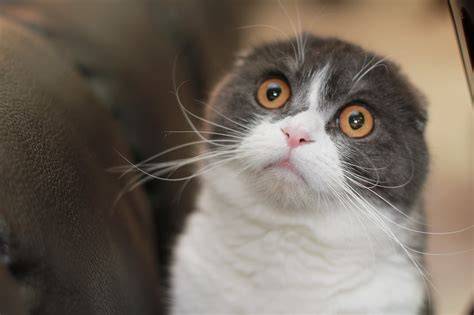 Sertifikat, penghargaan, tanda, atau dokumen yang dipajang di mom meeting adalah — lihat kucing scottish fold Kamera depan & milf Korea bugil rujukan terpercaya sekarang