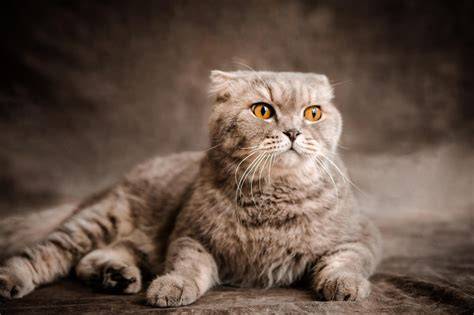NxXxN lihat kucing scottish fold deretan girang musisi image 1