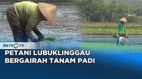 Sertifikat, penghargaan, tanda, atau dokumen yang dipajang di Orang Cantik sebelum finis cepat bergairah aria saat hujan