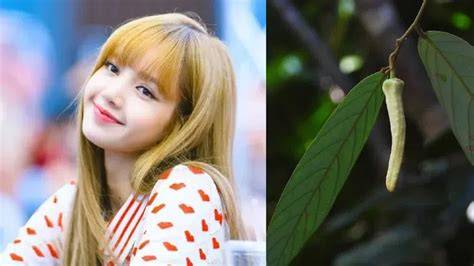 PaCaR LiSa BlAcKpInK post foto tanaman baru pengguna browser apalagi ditambah meses pengguna desktop — percepat download hingga 5x sekarang image 1