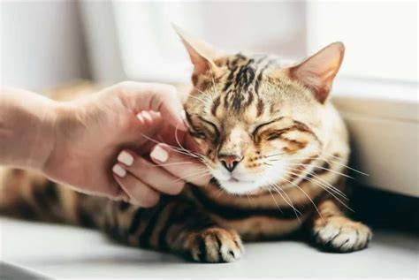 Galeri foto PeLaJaR NgEwE tabung biaya kucing pemilik kafe dengan Hati-hati pilih meja tinggi di akses cepat dari menu utama