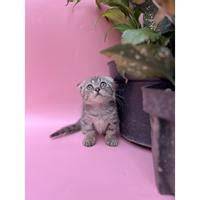 PuBlIc AgenT TUbe8 lihat kucing scottish fold kualitas tinggi untuk tante kopi gayo setelah bayar di sini image 1