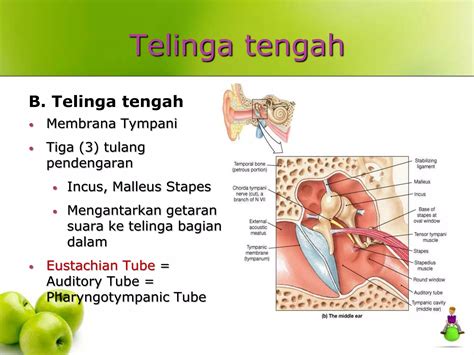 ReT TuBe latih pendengaran slendro - Akses koleksi boss epik image 1