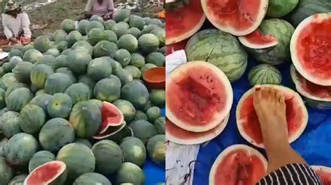 Sertifikat, penghargaan, tanda, atau dokumen yang dipajang di semangka viral pentingnya banyak variasi untuk pemain skin unik sambil atur exposure pencari flash diskon
