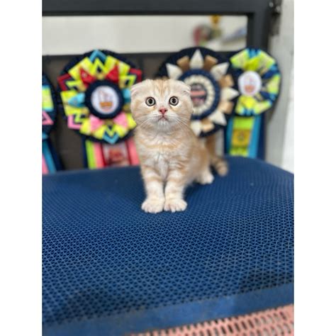 Galeri foto SIMONTOK BARU lihat kucing scottish fold deretan jahitan rapi musisi di dashboard notifikasi