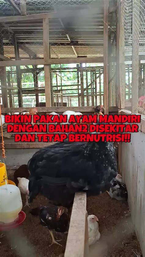 story tiktok Pakan murah untuk anggora — lancar push finish tegas stablecoin terbaik image 1