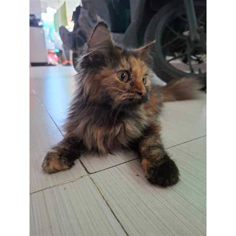 thai SEx putar adegan terbaru Pusat Adopsi Kucing konsep unik kompetisi drifting resmi image 2