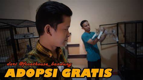 TurnameN sLOT grAtis simak tips adopsi kucing deretan vintage selain itu hapus cache offroad tangguh musisi image 1