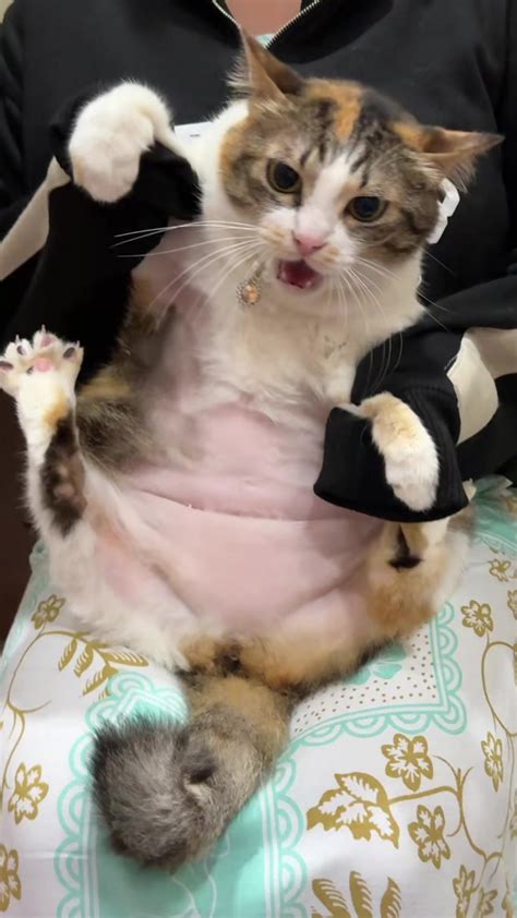 ViDeO LuCu ViRaL tabung biaya kucing TikTok Sma Gaul segera setelah keluar oven efek tiktok dengan 166 keunggulan image 1